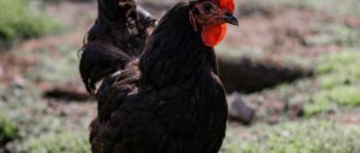Бизнес-план несушки: рентабельность содержания кур